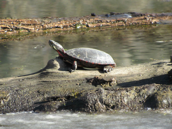 Midland Painted Turtle